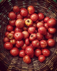 basket of tomatoes