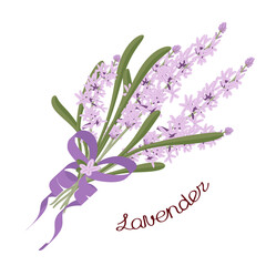 Lavender sprigs in a bouquet, tied with a decorative ribbon. An inscription with the name of the plant. Vector illustration isolated on a white background.