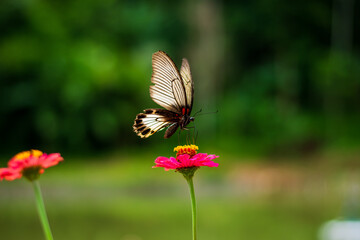 Flowers daisies in summer spring meadow on background blue sky with white clouds, flying orange butterfly, wide format. Summer natural idyllic pastoral landscape, copy space.