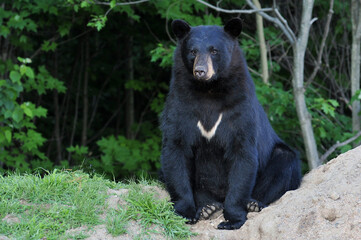 Large black bear sitting near forest