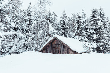 Leśnymi ścieżkami © Tadeusz