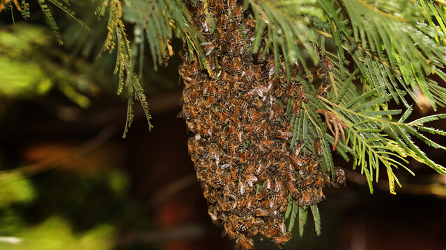 Close up detail of a wild mass swarm of western honey bees in a suburban back yard settling on a branch of a tree. Swarming bee hive in a green leafy bush.
