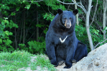 Obraz na płótnie Canvas Large black bear sitting near forest