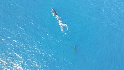 A pair of humpback whales playing in the waters off of West Maui in the Winter 3