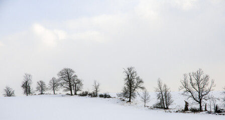 trees in snow covered fields