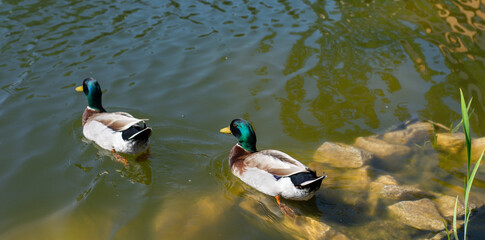 wild ducks at the pond