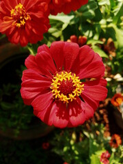 Zinnia elegans 01