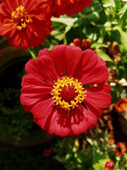 Zinnia elegans