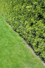 Fototapeta na wymiar The wall consists of a green hedge. Green hedge of the tui tree. Nature, background.