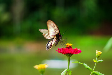 Flowers daisies in summer spring meadow on background blue sky with white clouds, flying orange butterfly, wide format. Summer natural idyllic pastoral landscape, copy space.