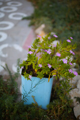 Beautiful purple plant growing in cute handmade decorated, painted pots on streets of Rhodes Island, Greece. Exterior decor for outside spaces. Decorative rustic creative ideas for garden. 
