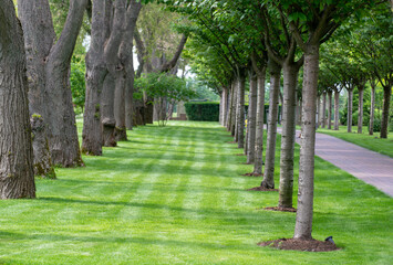 Green lawn, Landscape formal, front yard is beautifully designed garden. Beautiful view of landscaped tropical garden.