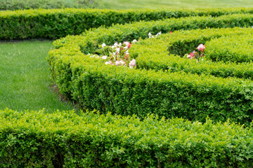 The wall consists of a green hedge. Geometric bush landscape design