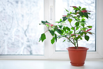 Christmas flower or Mexican Poinsettia (Euphorbia pulcherrima). The popular holiday plant on a windowsill at winter. Copy space.