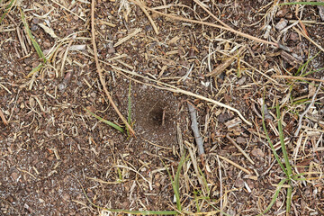 Ants in the nest. São Jacinto Dunes Natural Reserve, Aveiro