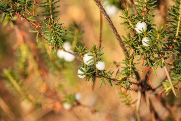 Corema bush. White berries on a small bush. São Jacinto Dunes Natural Reserve, Aveiro