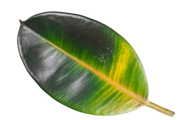 Yellow leaf of Ficus Elastica isolated on a white background.