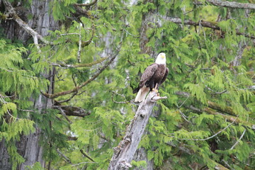 Bald Eagle