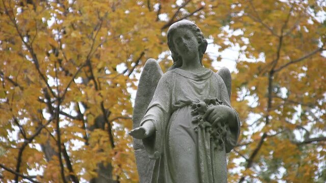 Cemetery angel. A statue of an angel looks down. Yellow defocused autumn trees move in the background. 