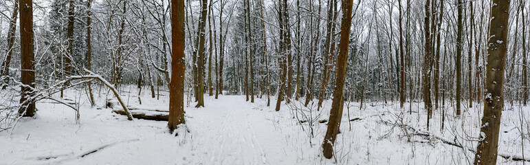 ein winterlicher Wald, mit sehr viel Schnee