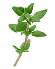Thyme isolated on white background, full depth of field, clipping path