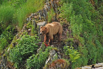 Grizzly Defending Its Food