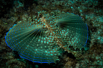 tropical fish in the ocean seen while scuba diving