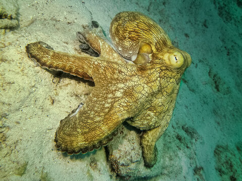 octopus in the sea in Bonaire seen on a scuba dive