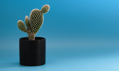 small cactus in a pot and blue background with copy space