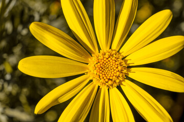 close up of yellow flower