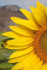 Obraz premium Close-up of a sunflower in full blossom. Blurred background