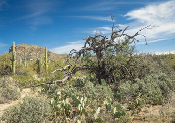 Beautiful Desert Landscape