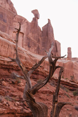 Dead Tree in Desert, Arches National Park, Utah - 411641602