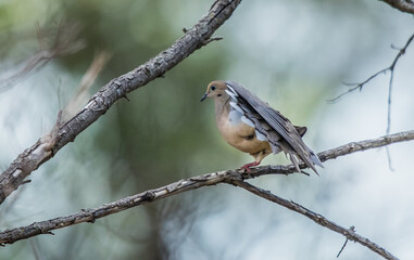 Songbird on tree branch perch