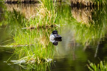 drake male ring necked duck in pond