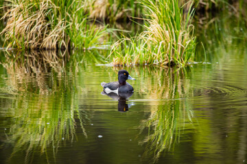 drake male ring necked duck in pond