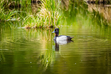 drake male ring necked duck in pond
