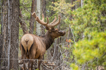 spring bull elk in forest with velvet antlers