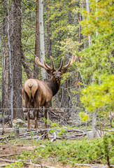 spring bull elk in forest with velvet antlers
