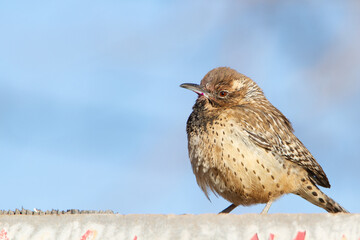 Cactus Wren puffs up while perched on a sign.