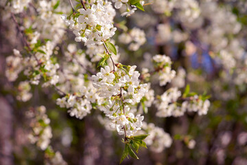 Clustered blooms of cherry branches in the springtime