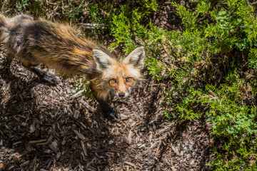 large red fox in forest 