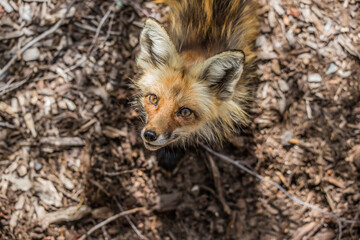 large red fox in forest 