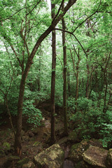Skinny Trees in Lush Arkansas Forest - 411642234