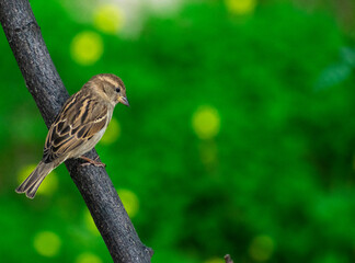 House Sparrow (Passer domesticus) perching on a branch