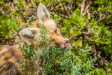 large red fox in forest 