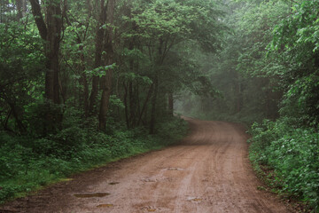 Long Dirt Road in Arkansas on Foggy Day - 411642273