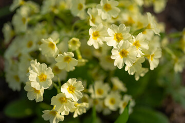 Clustered blooms of primrose in the springtime