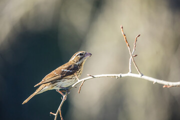 spring evening grosbeak on tree branch 