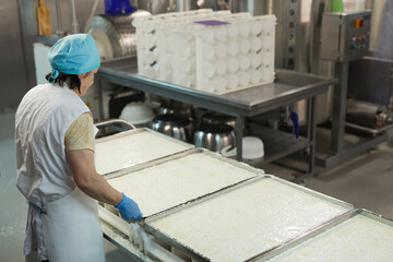 High angle view at female worker controlling cheese production at industrial food factory, copy...